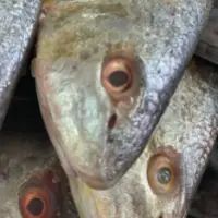 imagem do produto: corvina kg