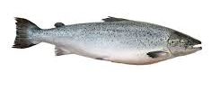 imagem do produto: Salmão inteiro Kg