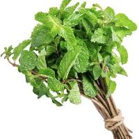 imagemHORTELA UND
