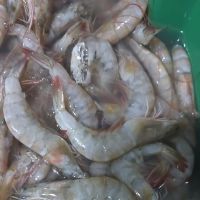 imagemCamarão médio kg