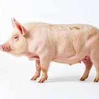 imagemLEITÃO +- 5,500Kg