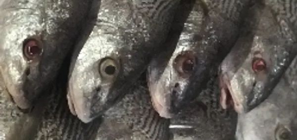 imagem do produto: CORVINA DE LINHA 
